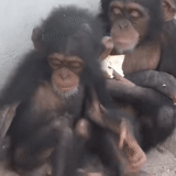 niño, un mono, chimpancés, los chimpancés son divertidos, chimpancés de mono