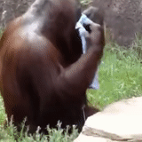 orangan, orangután, animales divertidos, mono orangután, mono orangutang