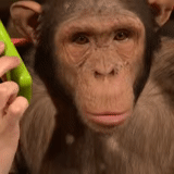 koshkina kgm, la scimmia, lo scimpanzé, re artù, scimmia scimmia
