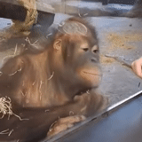 ein affe, orangan, orang utan, affenaffen, affen orangutang