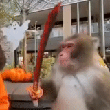 wtf, funny monkey, o macaco está feliz, procuradoria da federação russa