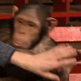 фокус, арахисы, шимпанзе, шимпанзе сара, обезьяна обезьяна