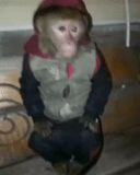 ragazzo, umano, una scimmia, scimmia fatta in casa, scimmie fatte in casa
