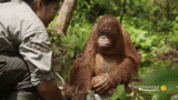 orangutanes, orangután julia, el orangután es pequeño, sumatransky orangután, orangan o orangután