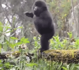 gorille, gorillaz, balle de fossi, singe revint, gorille à dos argenté