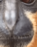 le mâle, visage de singe, chien griffon, animaux drôles, 4 mois singe