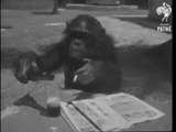 chimpancés, un mono, chimpancés de manchas, schimpanzees rafael, gorila de mono