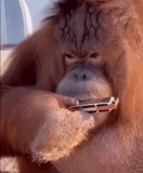 boy, human, orangutan drinks, saxophone music, golden saxophone