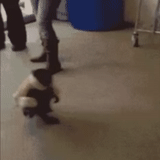 pixel, the dog is funny, funny pets, cool gifs, moscow photos