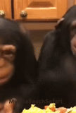 chimpanzees, a monkey, two monkeys, animals are funny, fun about animals