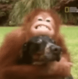 s'en fiche, orang-outan, orangan est en colère, singe-chien, orangutang est assis