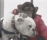 anjing, anjing, simpanse bulldog, pan-kun dan james, monyet dengan tali anjing