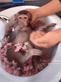 petit singe, salle de bain du singe, jacuzzi de singe, petit singe, un singe marrant