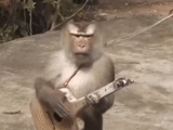казахстан 2022, обезьяна гитарой, обезьянка гитарой, обезьяна скрипкой, обезьяна балалайкой
