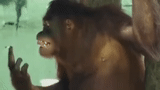 le singe brûle, singe drôle, orang-outan femelle, orang-outan femelle, orang-outan singe