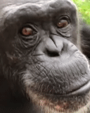 der männliche, gorilla, ein affe, schimpansen, affe close up
