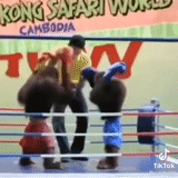 caja, muay thai, muay thai, lucha libre, monkey taekwondo