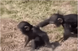 chimpancé, chimpancé hembra, mono macaco, pequeño gorila, los chimpancés se aparean