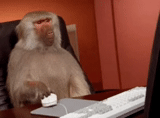 tenor, archivos de internet, escondido furtivo, monkey está haciendo una computadora, mono detrás del teclado