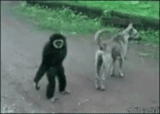 vidéo, kazakhstan, semenova julia, julia semenova, lawan monyet dengan seekor anjing