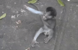 bosea, обезьянки, baby monkey, веселая обезьяна, обезьяна мартышка