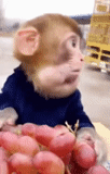 modalidades interesantes, gracioso, macaca mono, mono divertido, los monos comen uvas