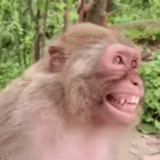 monkey, macaque macaque, enfants, chimpanzés, singe macaque