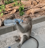 ein affe, eine insel mit affen, affenmündung, der affe steigt ab, monkey mouse indonesien