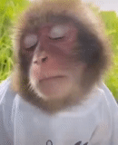 mono, mono, 5000 metros corriendo, mono divertido, mono mono