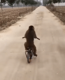 umano, su una bicicletta, cavalca una bicicletta, monkey bike, black metal monkey bicycle