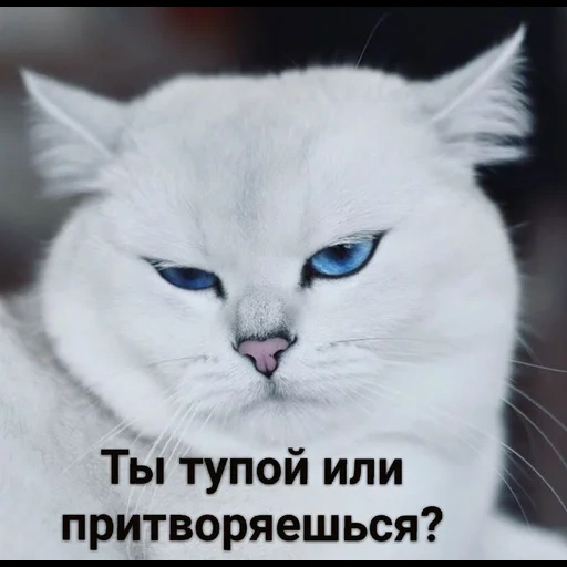 chat kobi, les animaux sont mignons, chat bleu, le chat est des yeux bleus, le chat est des yeux bleus
