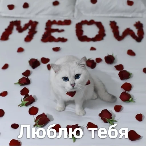 die katzen, die katze, weiße herzförmige katze, ich liebe dich kätzchen, liebe deine süße pitch katze