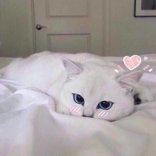 kobe cat, kobe cat, white cat, blue-eyed white cat, blue-eyed cat white