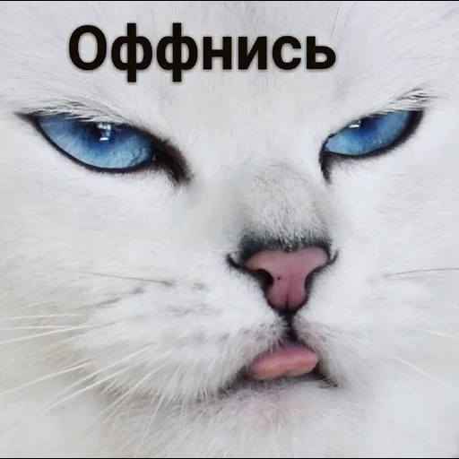 chat, un chat, chat kobi, réviser, chat blanc aux yeux de chig