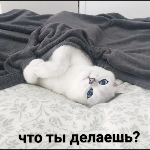 кот, котики, кошечка, кот коби, неловкий котик