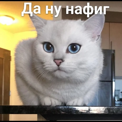 кот, кошка, кот коби, кошка коби, животные милые