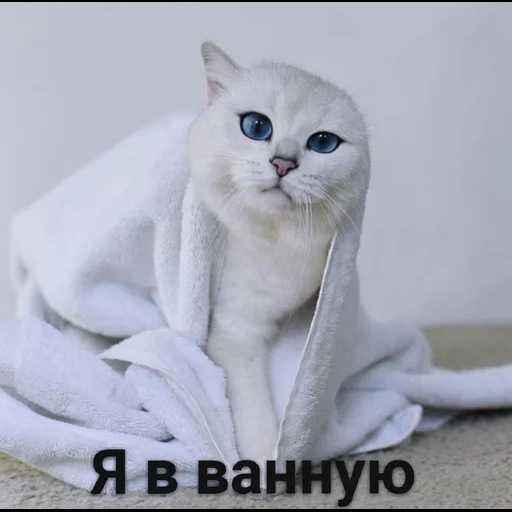 кот, кошка, кошечка, животные, кот коби