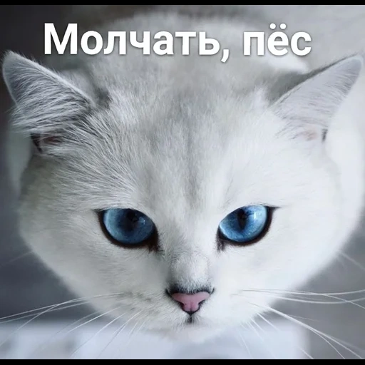 le chat est des yeux bleus, chat avec de beaux yeux, chat blanc aux yeux bleus, chat aux yeux bleus de la race, chat blanc aux yeux bleus de la race