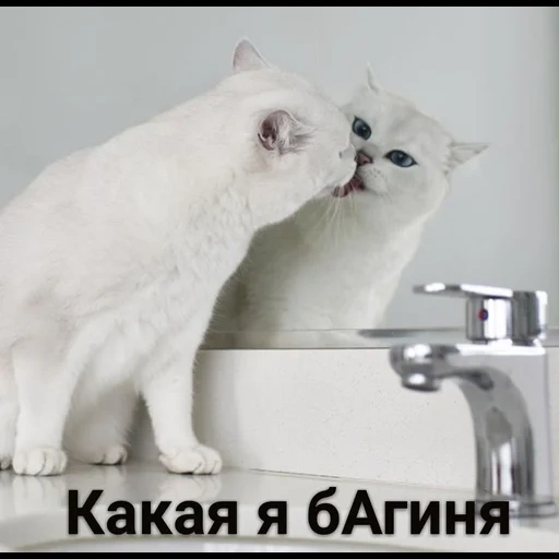 кот, котик, кошка, белая кошка, животные милые