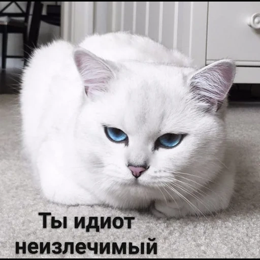 cat corby, kucing putih, kucing itu putih, kucing putih dengan mata biru, kucing dengan mata biru kobi meme