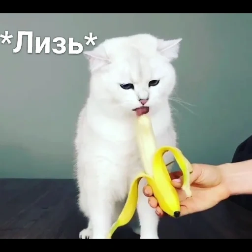 chat, le chat mange une banane, les animaux sont mignons, animaux préférés, le chat lèche la banane