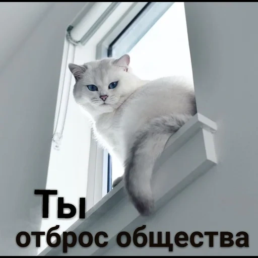 gatto, gatto, gatto è bloccato, gatto domestico, meme del balcone del gatto