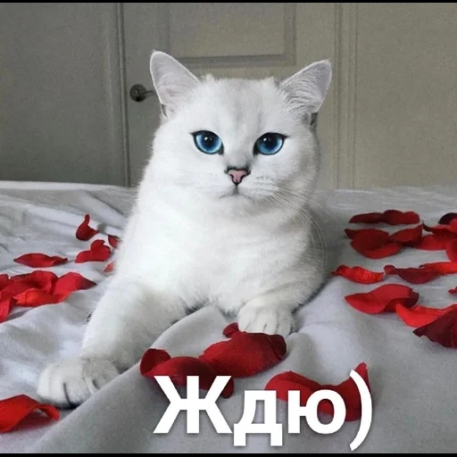 gato kobi, gato kobi, gato azul, chinchilla británica kobi, gato blanco con ojos azules