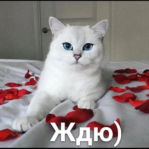 кот коби, кошка коби, голубоглазая кошка, британская шиншилла коби, белая кошка голубыми глазами