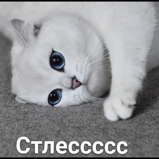 gato kobi, gato kobi, el gato más dulce de chinchilla blanca