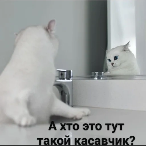 gato, gato kobi, gatos rzhak, piadas de gatos, os gatos são engraçados