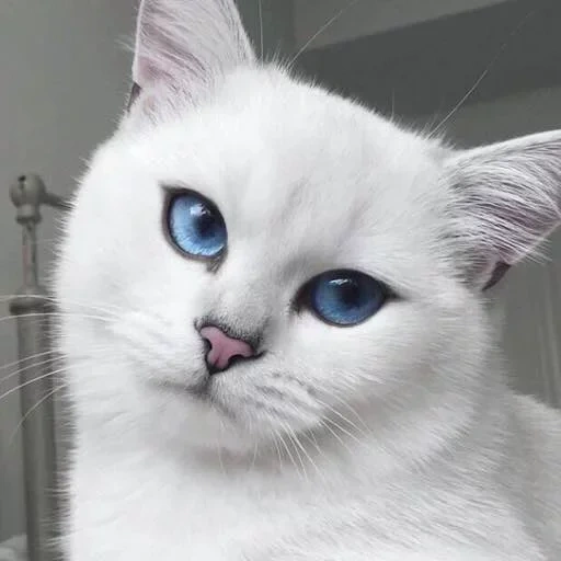 gato kobi, kobi de color azul, kobi breed of gats, gato blanco con ojos azules, cat británico de cabello corto kobi