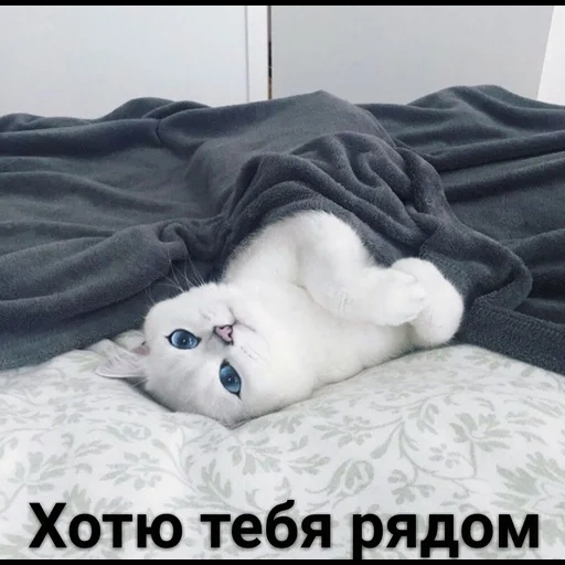 кот, котик, кошка, животные милые, животные кошки