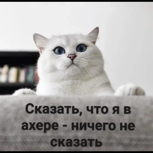 kucing, kucing, kucing, kucing cantik, kobi kobi chinchilla inggris