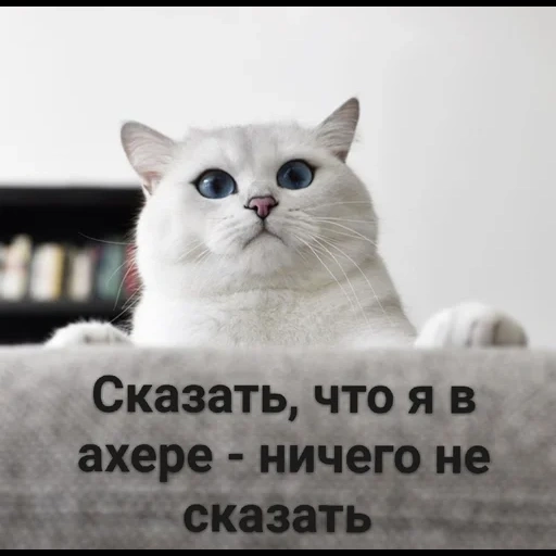 коты, кошки, котики, красивые коты, кот коби британская шиншилла